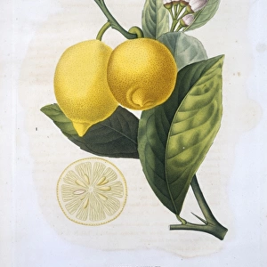 Citrus limon, lemon