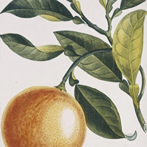 Citrus sinensis, orange