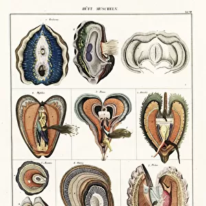Mollusks Collection: Jingle Shells