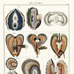 Mollusks Premium Framed Print Collection: Bivalves