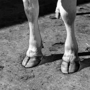 Cloven hooves: the feet of a Jersey cow