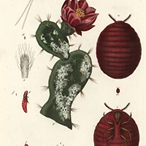 Cochineal beetle, Dactylopius coccus, on a