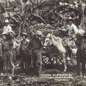 Colombia - Picking and transporting bananas