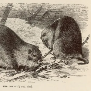 Mammals Poster Print Collection: Nutria