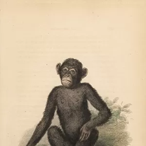 Common chimpanzee, Pan troglodytes. Endangered