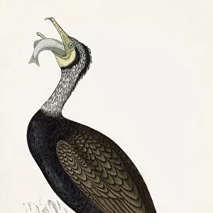 COMMON CORMORANT (Phalacrocorax carbo) Holding a fish Date: 1851
