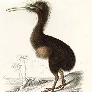 Common kiwi, Apteryx australis