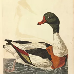 Ducks Premium Framed Print Collection: Common Shelduck