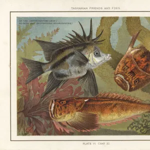 E Gallery: Emerald Catfish