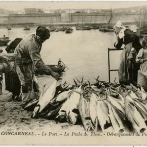 Concarneau, France - The Port - A catch of Tuna