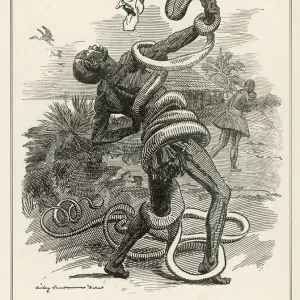Snakes Mounted Art Print Collection: Congo Snake