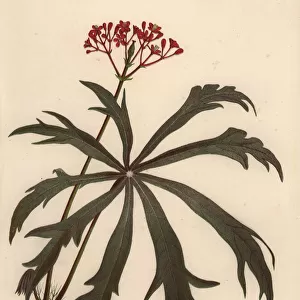 Coralbush, Jatropha multifida