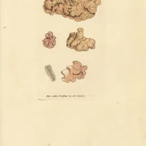 Coralline species, Corallina auriculariaeformis