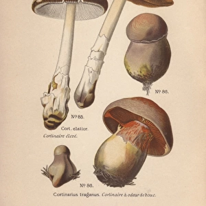Cortinar mushrooms: long-stemmed Cortinarius