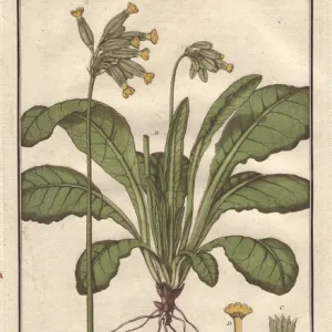 Cowslip, Primula veris