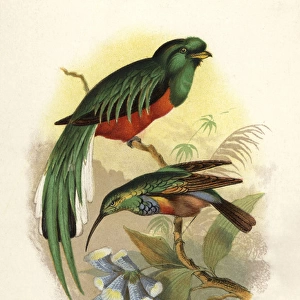 Trogons Gallery: Crested Quetzal