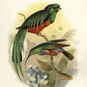 Crested quetzal, Pharomachrus antisianus