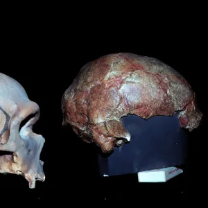 Cro-magnon and Neanderthal skull comparison