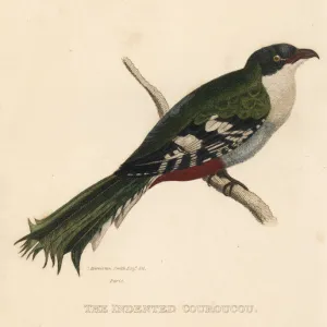 Cuban trogon or tocororo, Priotelus temnurus