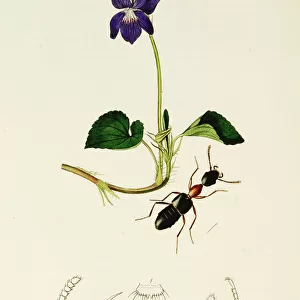 Curtis British Entomology Plate 168