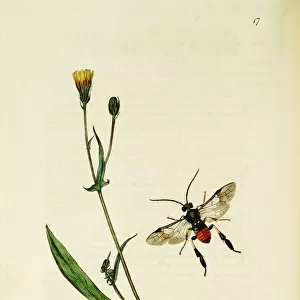 Curtis British Entomology Plate 17