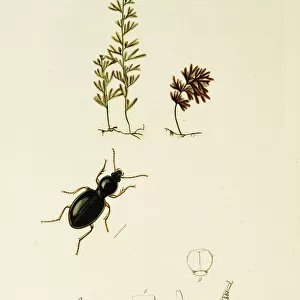 Curtis British Entomology Plate 346