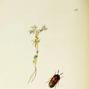 Curtis British Entomology Plate 410