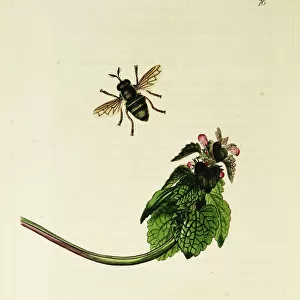 Curtis British Entomology Plate 70