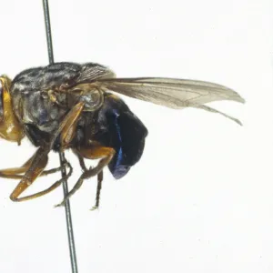 Cuterebra, rodent botfly