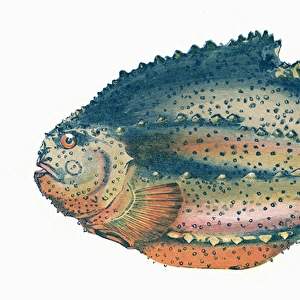 Cyclopterus lumpus, or Lumpfish