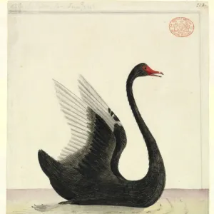 Black Necked Swan