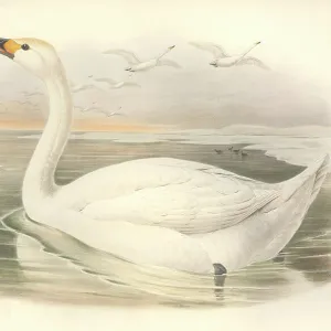 Swans Gallery: Tundra Swan