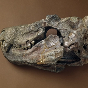 Cynognathus skull