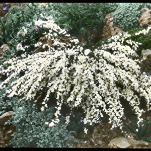Cytisus Kimensis (Broom)