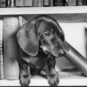 Dachshund on a bookshelf