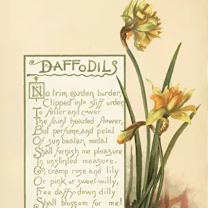 Daffodils, Narcissus pseudonarcissus
