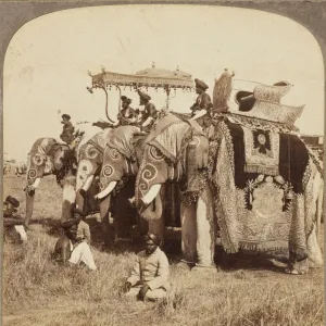 Delhi Durbar Elephants