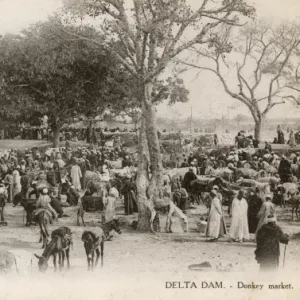 The Delta Barrage, Egypt - Donkey Market