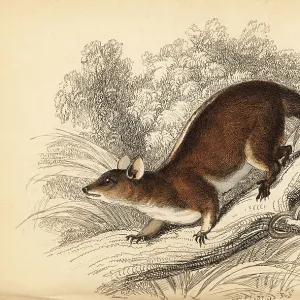 Didelphidae Collection: Central American Woolly Opossum