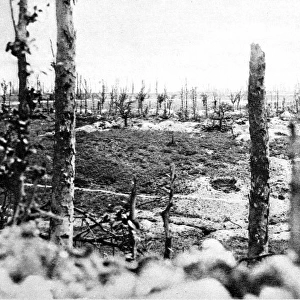 The destroyed wood of Thiepval, France