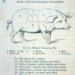 Diagram of Pork Cuts