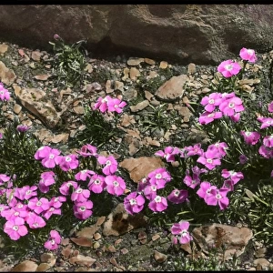 Dianthus Alpinus (Alpine Pink)