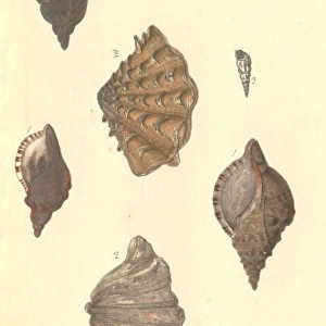 Four different molluscs