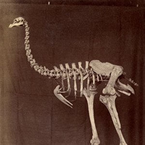 Dinornis elephantopus, heavy-footed moa