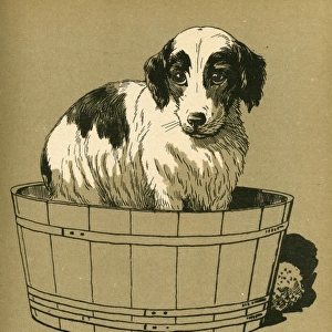 DOG IN TUB