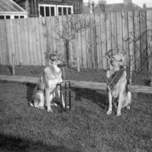 Dogs Playing Cricket