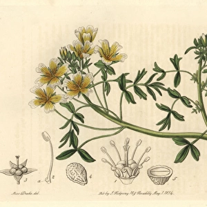 Douglas limnanthes, Limnanthes douglasii