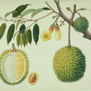 Botanical illustrations Collection: Fine art