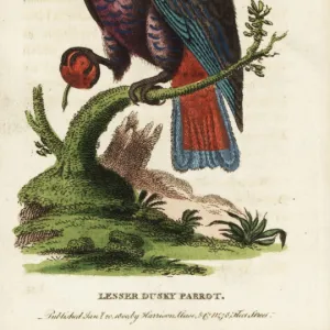 Dusky parrot, Pionus fuscus