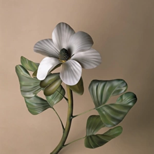 Early flowering plant model